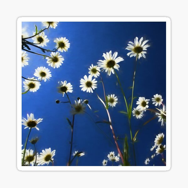 Oxeye Gifts Merchandise Daisy for | Sale & Redbubble