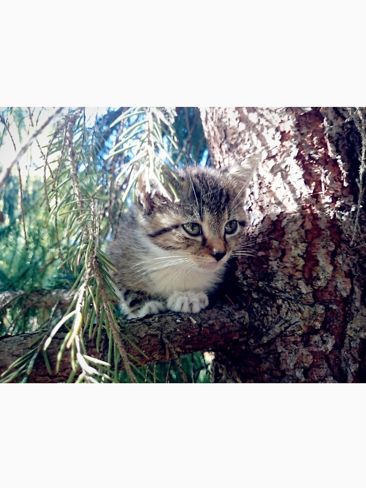 Tiger auf Baum von Gourmetkater