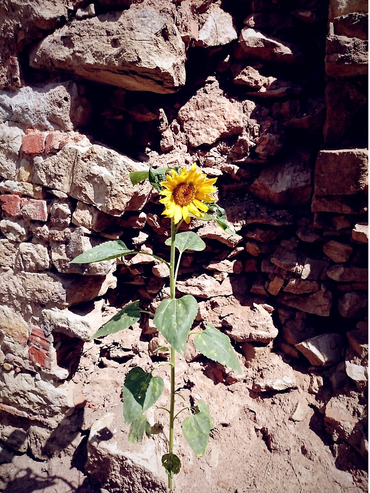 Sonnenblume vor Burg-Mauer von Gourmetkater
