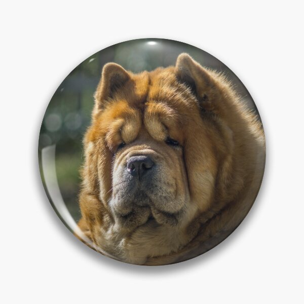 Item preview, Chow dog outdoor portrait designed and sold by Tamas KLAUSZ.