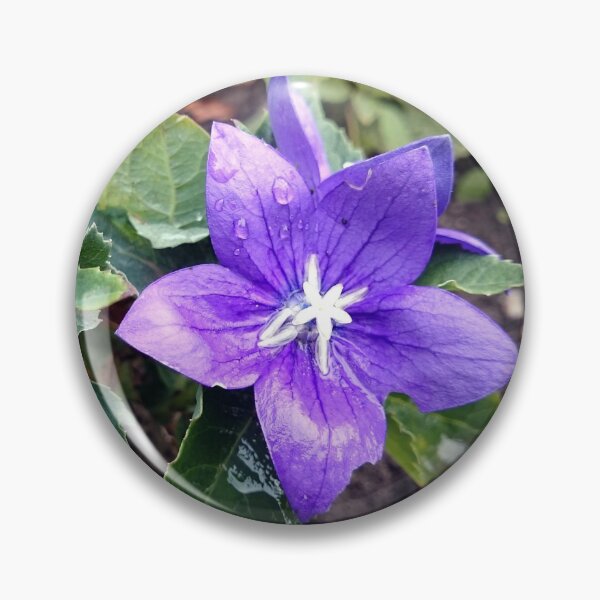 Item preview, balloon flower designed and sold by Gourmetkater.