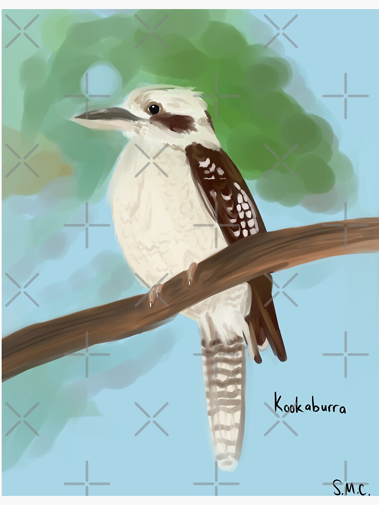"Kookaburra" Sticker for Sale by namdacart03 Redbubble