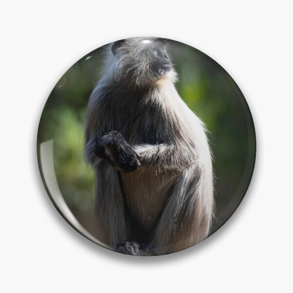 Item preview, Langur basking in the sun designed and sold by Pravine Chester.