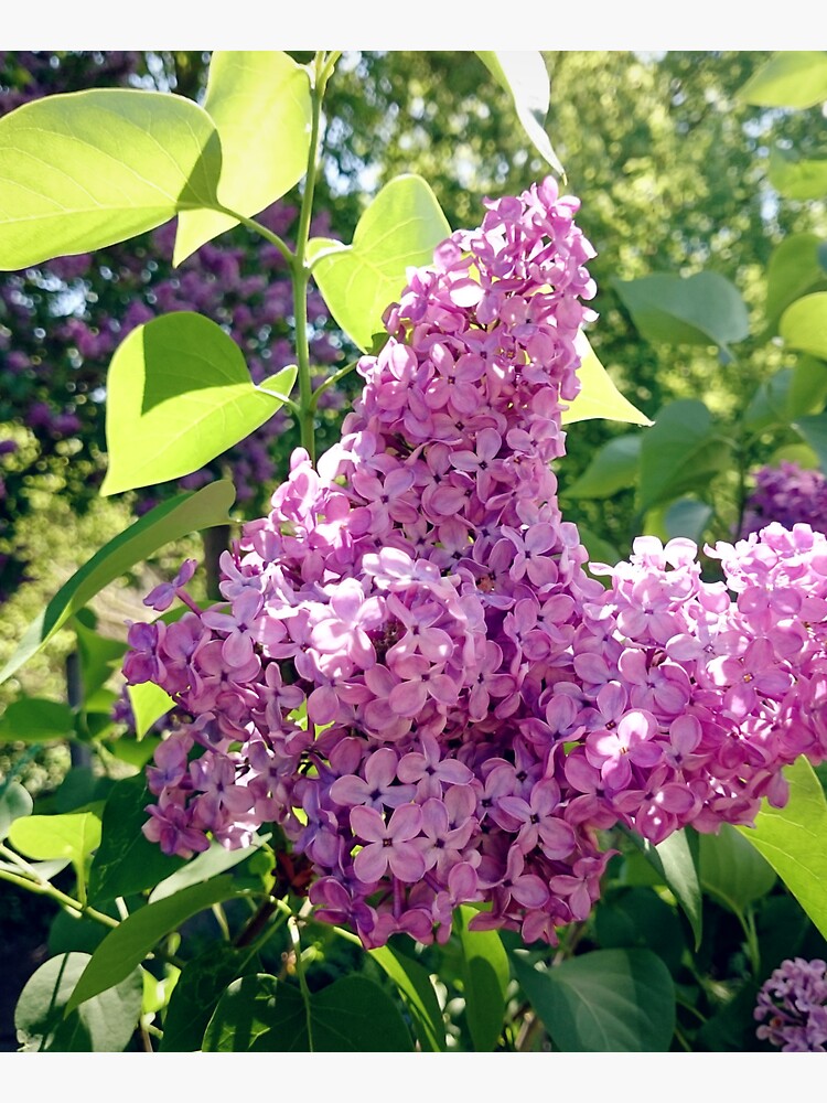 Flieder-Blüte von Gourmetkater