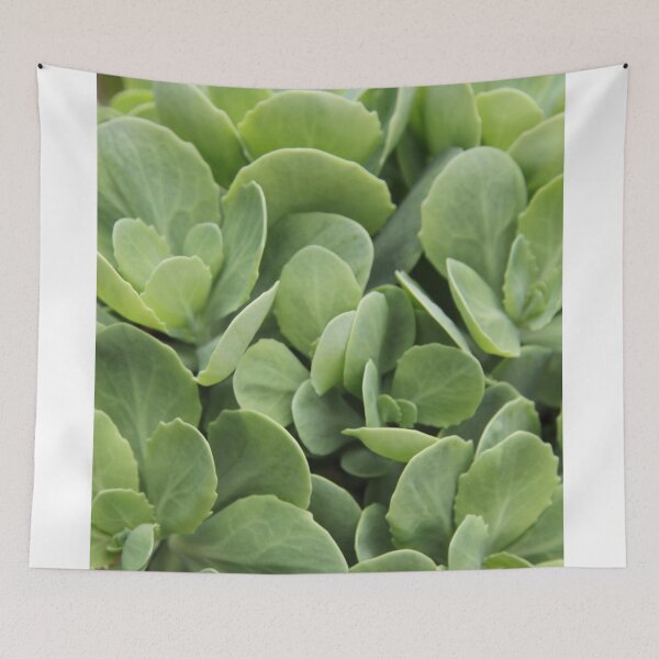 Item preview, Sedum perennial fleshy purple decorative plant	 designed and sold by EstelleRossetti.