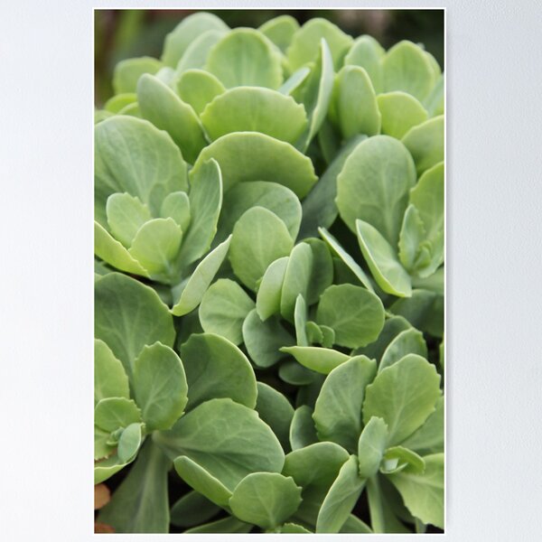 Item preview, Sedum perennial fleshy purple decorative plant	 designed and sold by EstelleRossetti.
