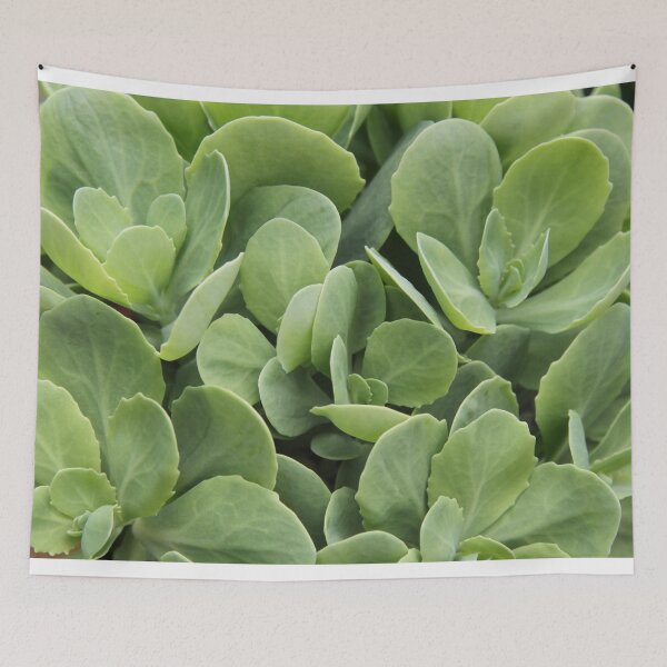 Item preview, Sedum perennial fleshy purple decorative plant	 designed and sold by EstelleRossetti.