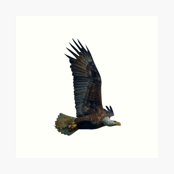 Flying Eagle Clipart Gifts & Merchandise for Sale | Redbubble Flying Eagle Clipart Gifts & Merchandise for Sale | Redbubble