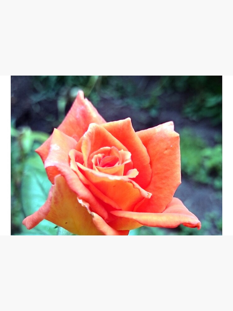 Rose von Gourmetkater