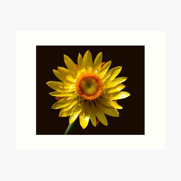 Item preview, Golden Everlasting designed and sold by pcbermagui.