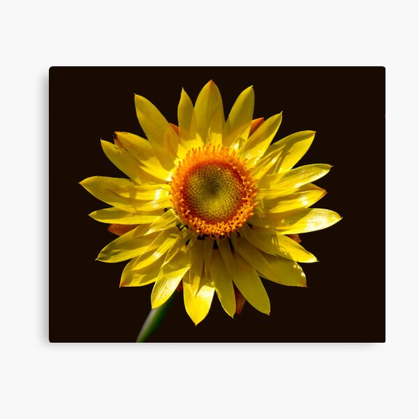 Item preview, Golden Everlasting designed and sold by pcbermagui.