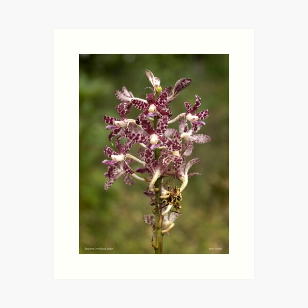 Item preview, Hyacinth Orchid  designed and sold by pcbermagui.