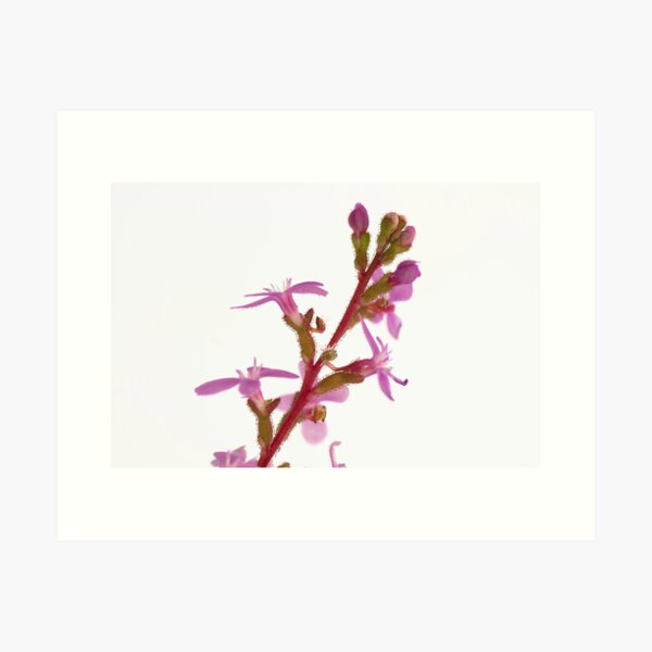 Item preview, Grass Trigger Plant - Stylidium Graminifolium designed and sold by pcbermagui.