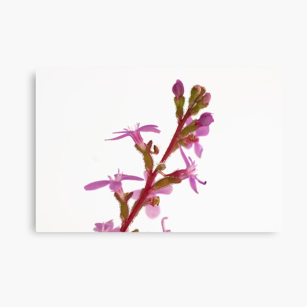 Item preview, Grass Trigger Plant - Stylidium Graminifolium designed and sold by pcbermagui.