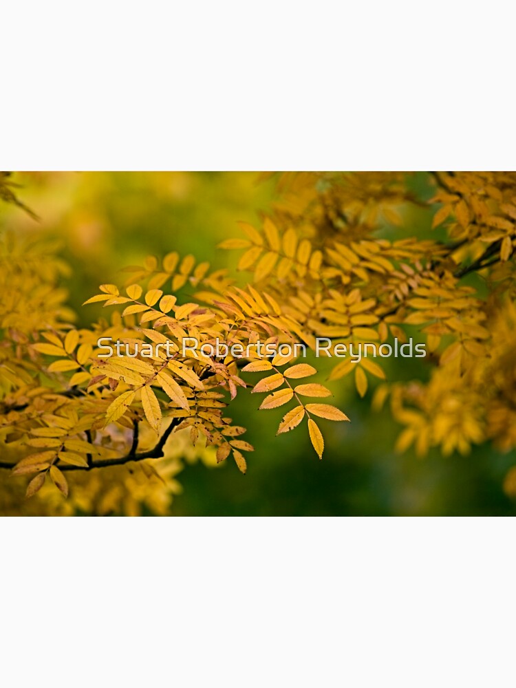 Gold and Green by Sparky2000