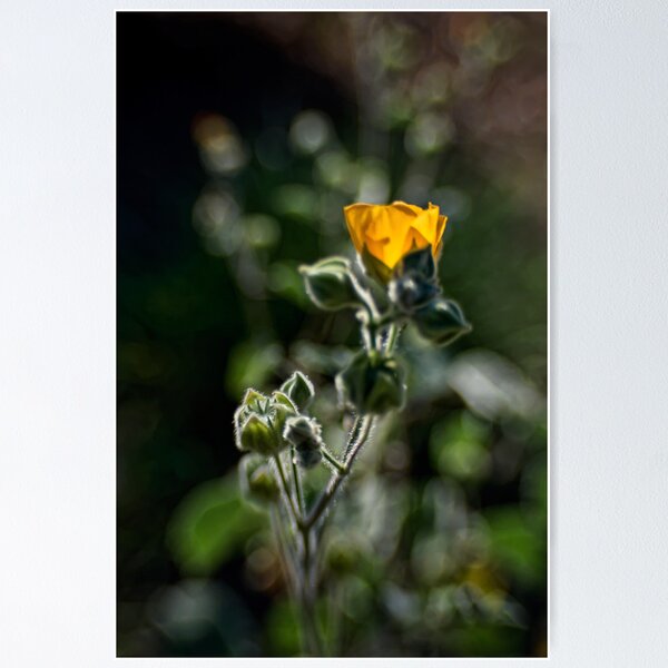 Item preview, Golden glow designed and sold by Art in Nature.