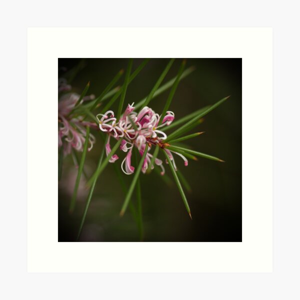 Item preview, Dagger Hakea designed and sold by pcbermagui.