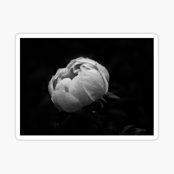 Black & white peony Sticker