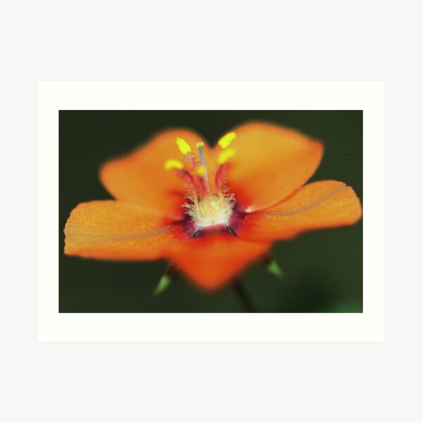 Anagallis arvensis Art Print