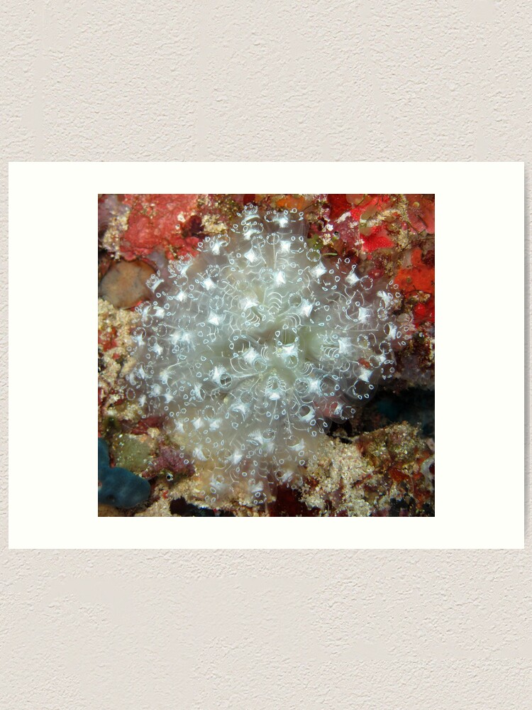 Alternate view of White Ascidians Art Print