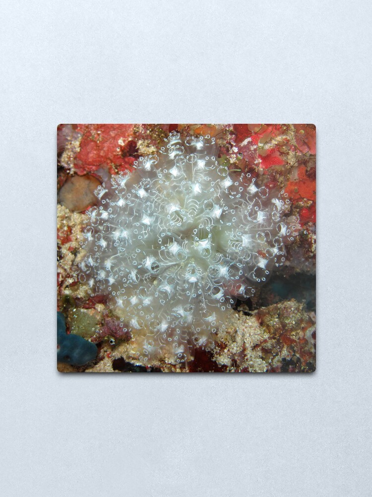 Alternate view of White Ascidians Metal Print