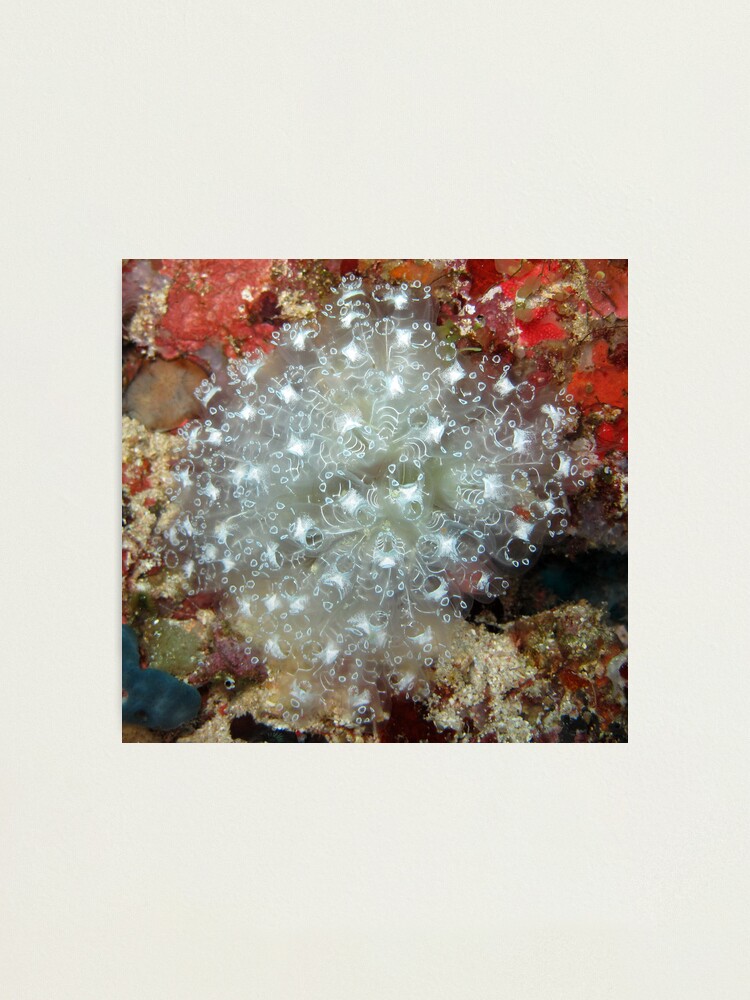 Alternate view of White Ascidians Photographic Print