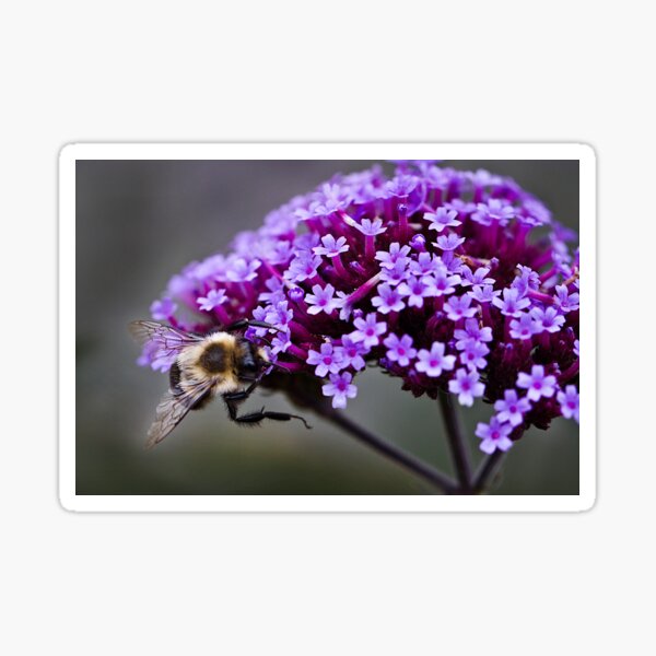 Bee on purple Sticker