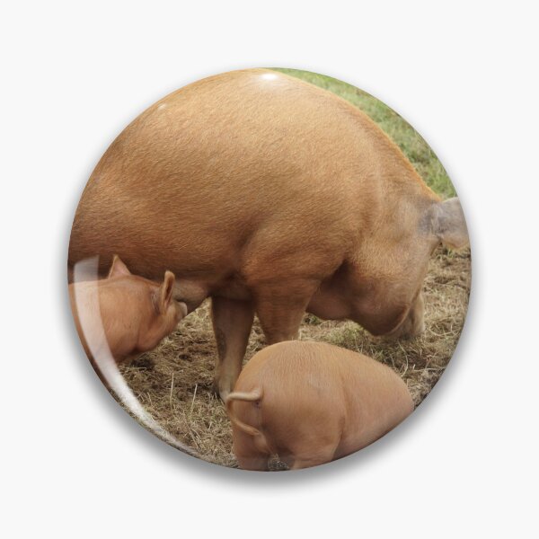 Item preview, Tamworth Pigs designed and sold by Alan Gregg.