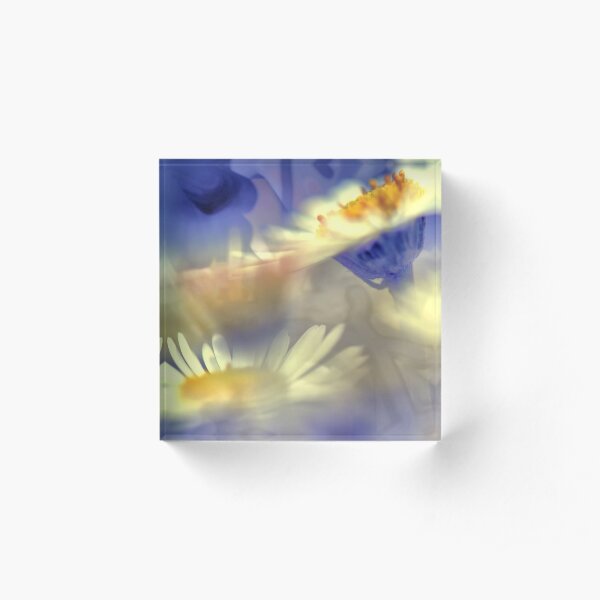 Painted Daisies Acrylic Block