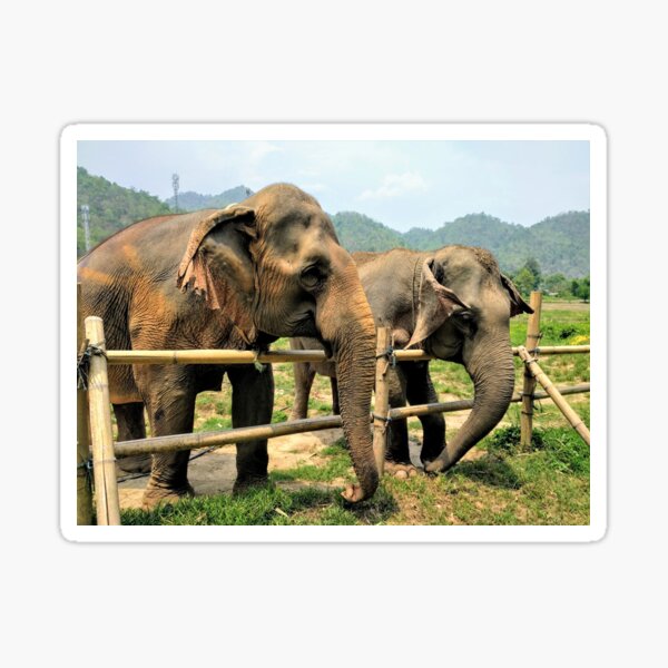 Item preview, Elephants in Thailand designed and sold by RajasIntuits.