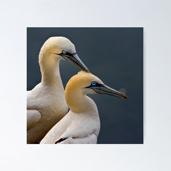 Item preview, A Little Tenderness designed and sold by Stuart Robertson Reynolds.