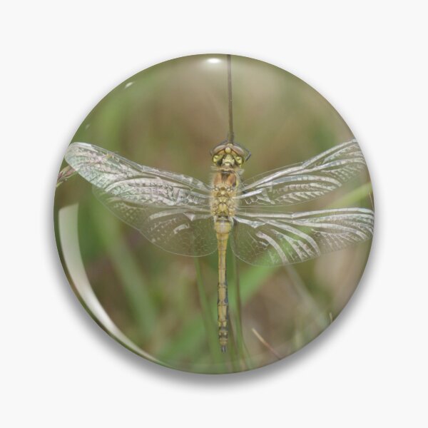 Item preview, Teneral Darter Dragonfly designed and sold by Alan Gregg.