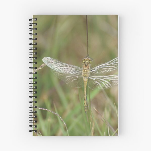 Item preview, Teneral Darter Dragonfly designed and sold by Alan Gregg.