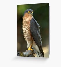 Sparrowhawk Greeting Card