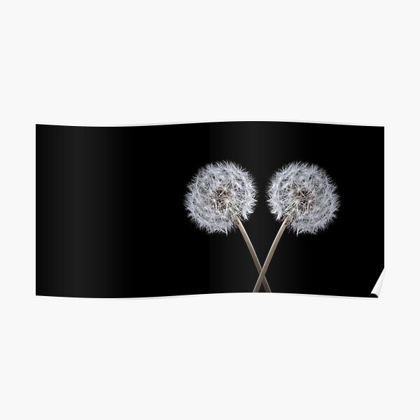 Dandelion on black 2 Poster
