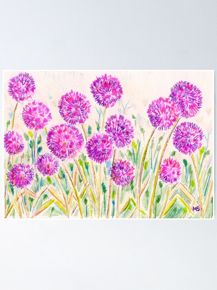 Allium Flower Garden Drawing Poster By Michelebuttons Redbubble