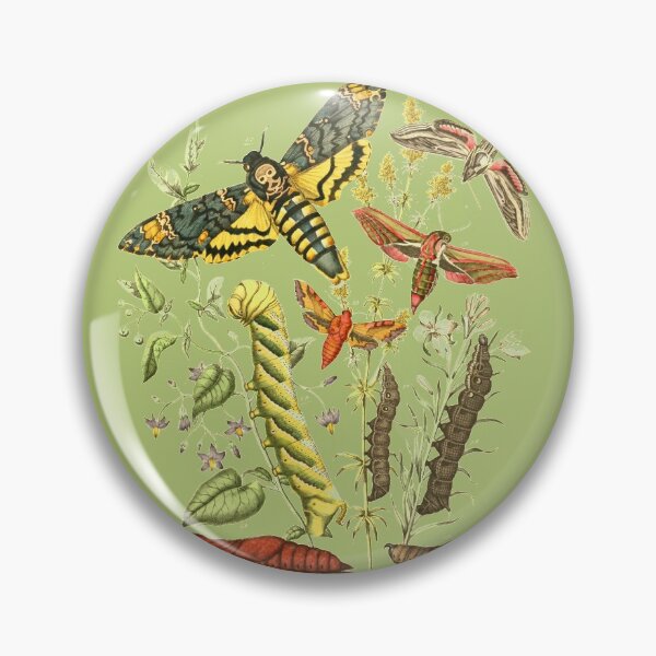 Item preview, Hawk Moth Caterpillar Vintage Scientific Entomology Butterfly Natural History designed and sold by MoPaws.