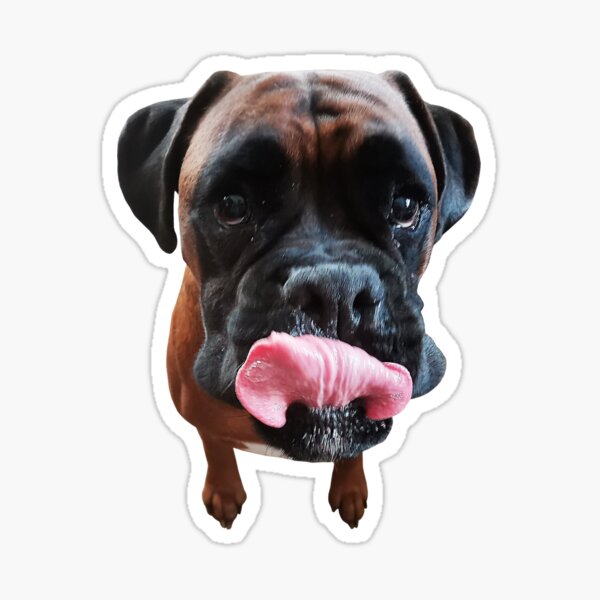 Boxer dog clearance merchandise