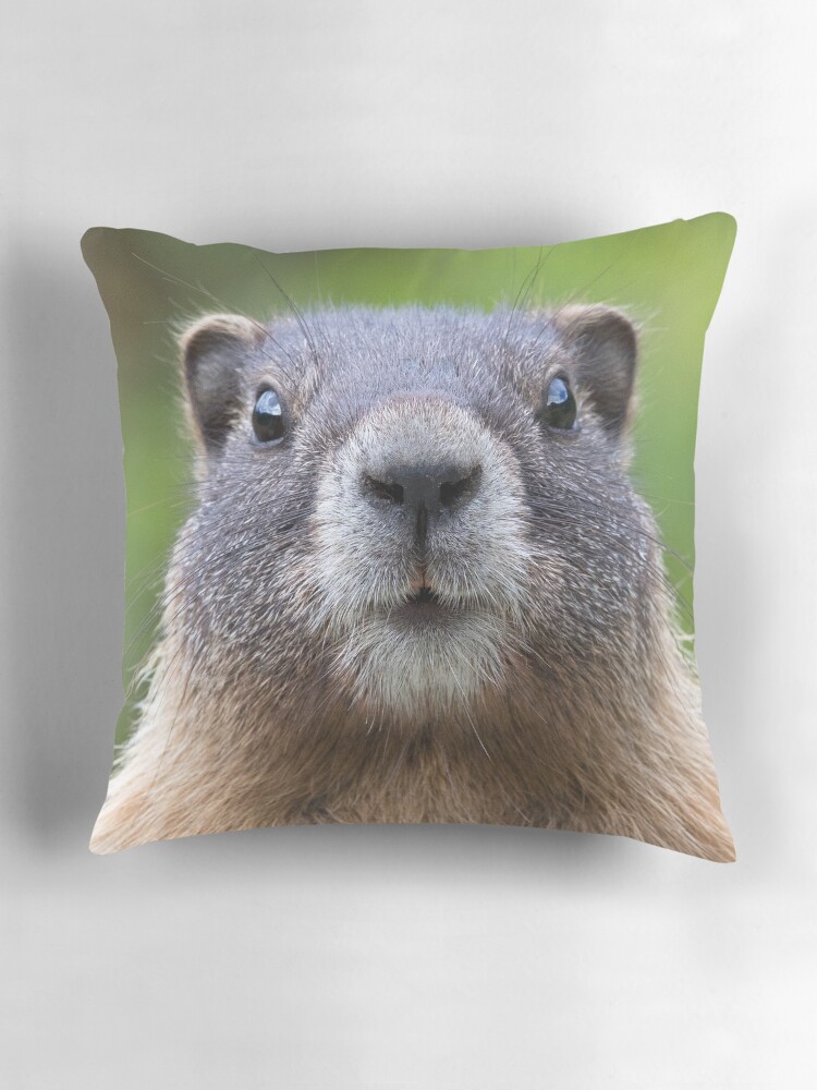 Marmot pillow online