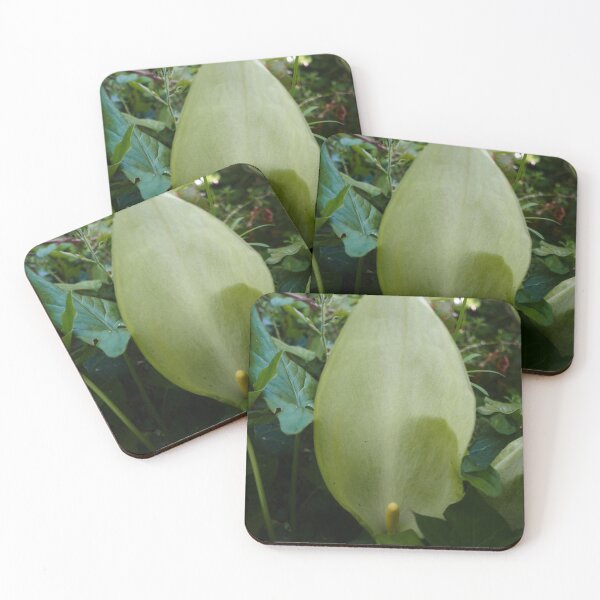 Item preview, Cuckoo-Pint (Arum maculatum) designed and sold by IOMWildFlowers.