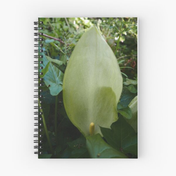 Item preview, Cuckoo-Pint (Arum maculatum) designed and sold by IOMWildFlowers.