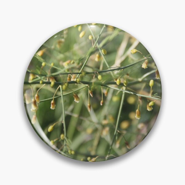 Item preview, Spontaneous asparagus vegetable in bloom	 designed and sold by EstelleRossetti.