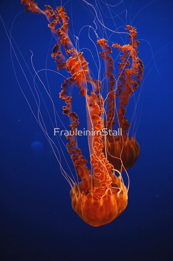 Lion's mane jellyfish by FrauleinimStall