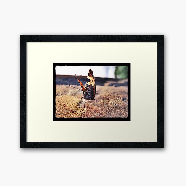Framed Print