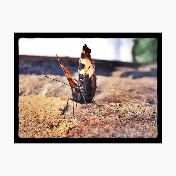 Photographic Print