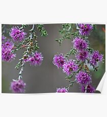 Conimbla Wildflower Poster