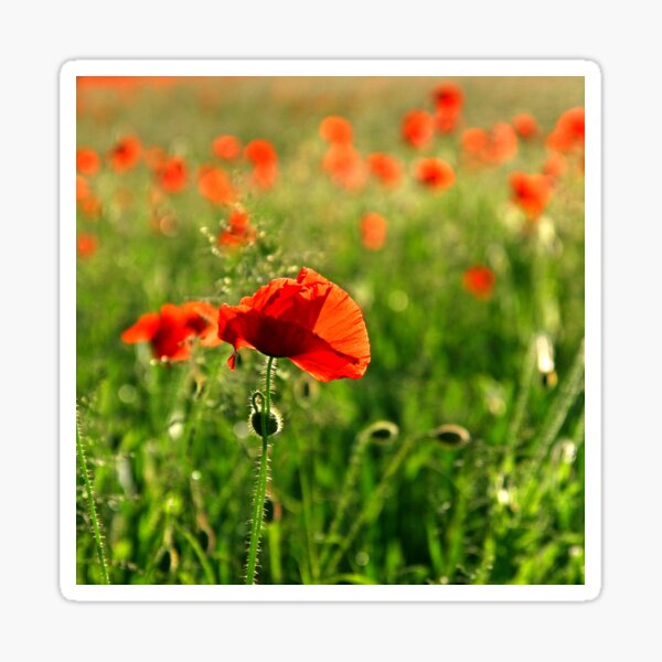 Poppies Sticker