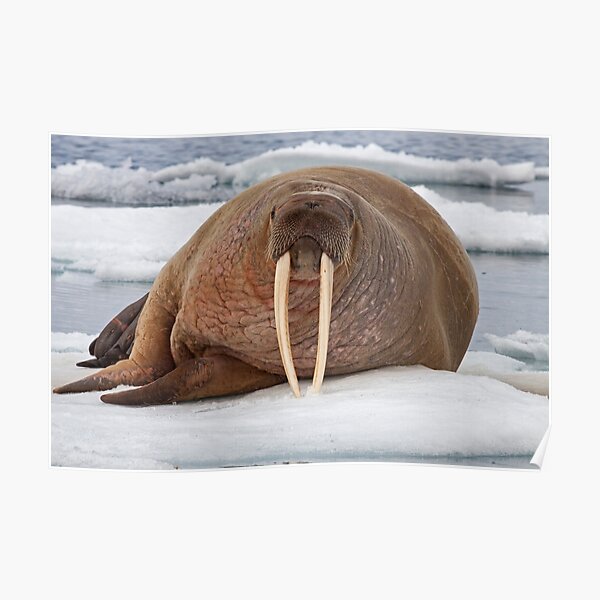 Ice Tusk Posters Redbubble - walrus cloak roblox