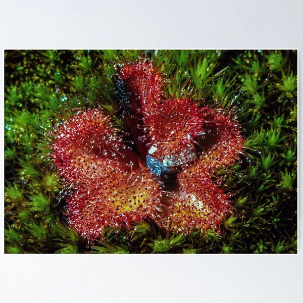 Item preview, Fly catcher on mount William Grampians 19811000 0010 designed and sold by Fred Mitchell.