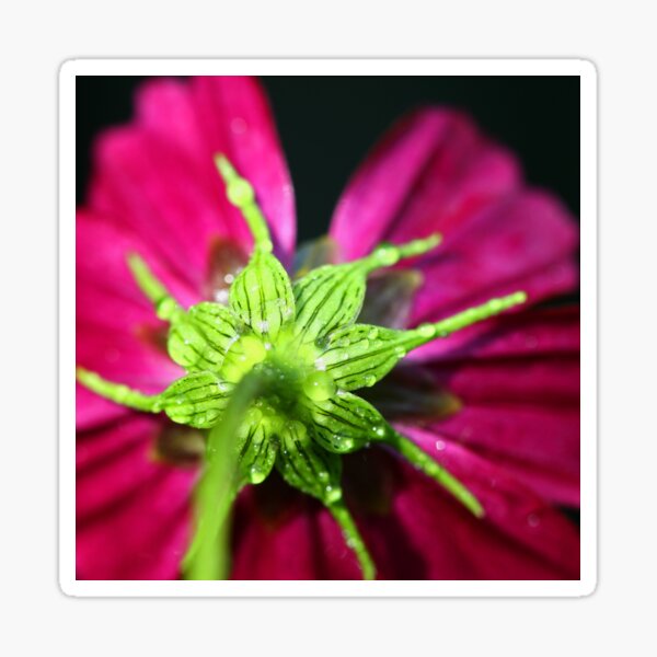 Underskirts Sticker